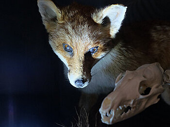 Fuchs mit Taschenlampe beleuchtet.