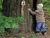 Ein Kind das einen Baum untersucht.