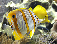 Aquarienfoto, das im Vordergrund einen gelb gestreiften Fisch mit Augenfleck im Rückenbereich und lang ausgezogenem Maul zeigt.