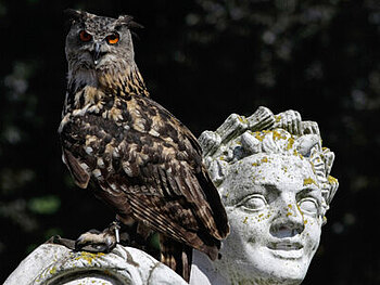 Eine Eule sitzt auf einer Skulptur im Schlosspark.
